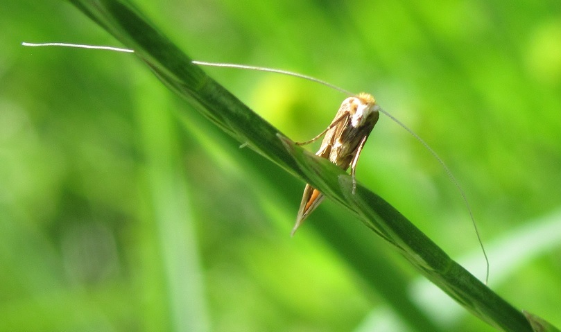 Nematopogon sp. da ID